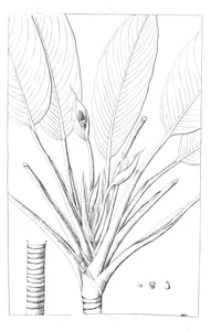 Calla oblongifolia
