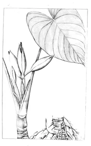 Calla rubescens