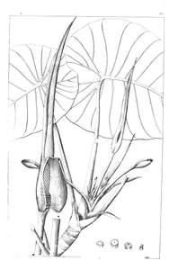 Calla virosa