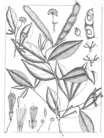 calliandra cynometroides