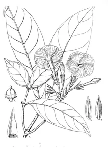Callichilia stenosepala