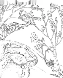 Callinectes sapidus