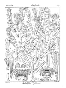Callistephus wightianus