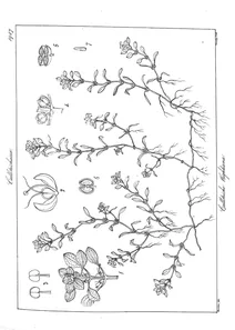 Callitriche wightiana