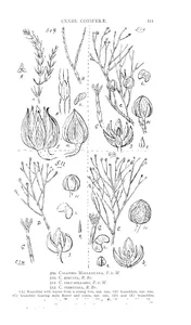 Callitris macleayana та callitris robusta та callitris columellaris та callitris verrucosa