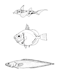 Callorhinchus milii (австралійський привид-риб), capromimus abbreviatus (капро дорі), cataetyx messieri (бротула з волохатими губами)