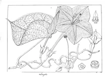 Calonyction speciosum