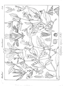 Calophanes vagans