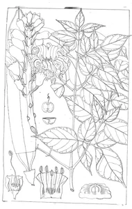 Calosanthes indica