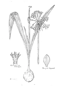 Calostemma scott sellickiana