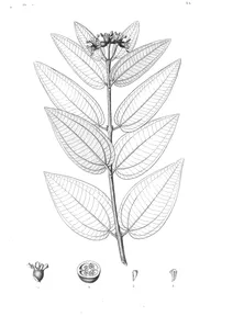 calycogonium cubense