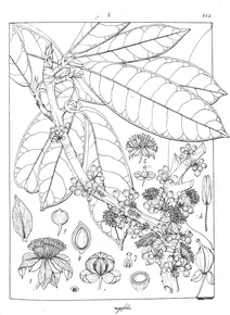 Calysaccion longifolium