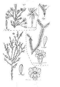 Calytrix leptophylla та thryptomene oligandra та micromyrtus leptocalyx