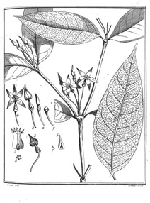 Cameraria tamaquarina aublet, 1775