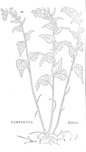campanula
