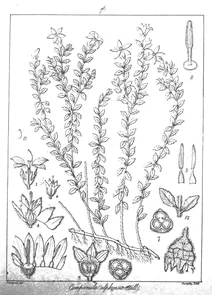 Campanula alphonsii