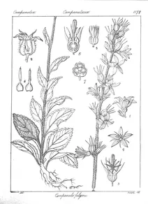 Campanula fulgens wall