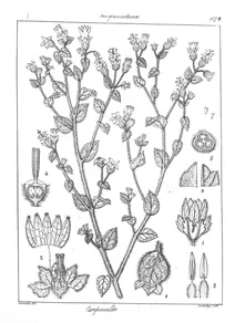 Campanula ramulosa