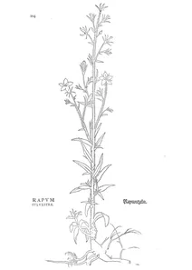 campanula rapunculus rapum sylvestre