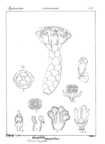 Campbellia aurantiaca
