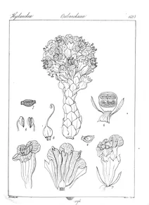 Campbellia cytenoide