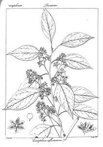 Camphora officinarum