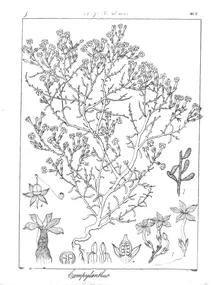 Campylanthus ramosissimus