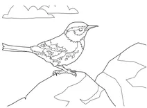 Campylorhynchus brunneicapillus