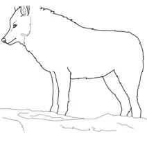 Canis lupus arctos