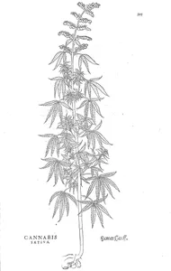 cannabis sativa
