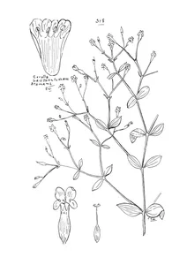 Canscora diffusa