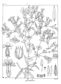 Canscora grandiflora