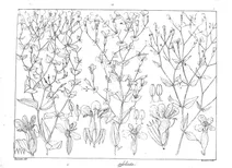 Canscora lawii та canscora perfoliata та canscora tenella