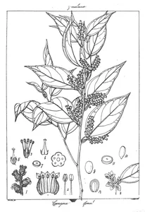 Cansjera rheedii