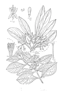 Canthium attenuatum та coelospermum paniculatum