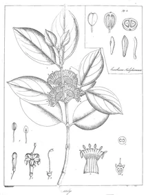 canthium didymum