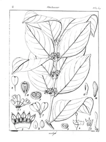 Canthium neilgherrense