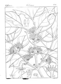 Canthium umbellatum