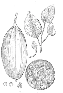 Capparis ornans