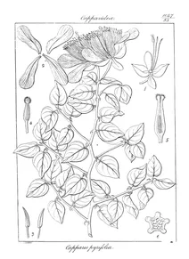 Capparis pyrifolia