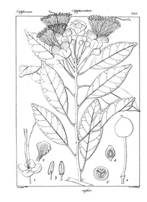Capparis roxburghii