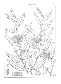 Capparis sepiaria