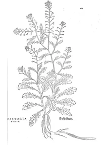 capsella bursa pastoris pastoria bursa