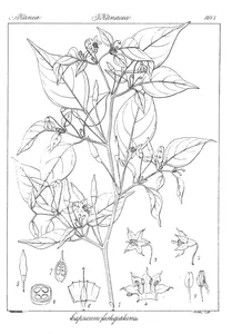 Capsicum fastigiatum