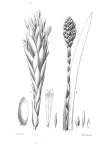 caraguata bracteosa and tillandsia nigrescens