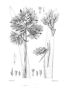 caraguata candelabrum, caraguata lepidota, caraguata sphoeroidea