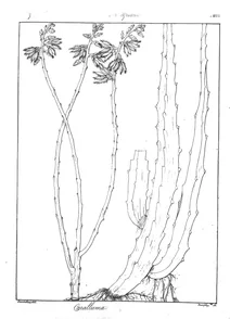 Caralluma attenuata