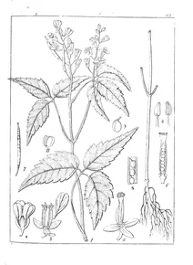 Cardamine borbonica