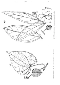 Cardiopteris lobata і hedraianthera porphyropetala