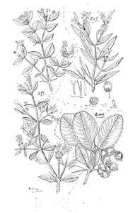 Carissa ovata і carissa ovata і carissa lanceolata і alyxia obtusifolia
